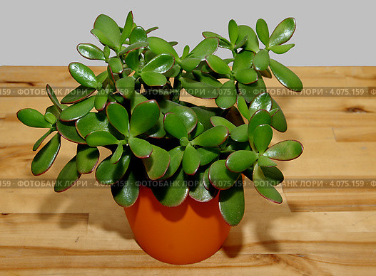 Толстянка (лат. Crassula) Стоковое фото, фотограф Илюхина Наталья / Фотобанк Лори