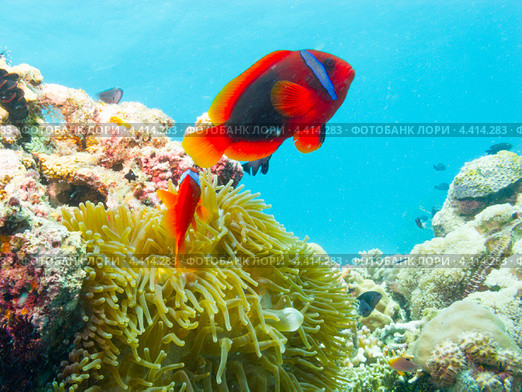 Томатный клоун или амфиприон красный (Amphiprion frenatus, tomato clownfish) над актинией. Стоковое фото, фотограф Сергей Дубров / Фотобанк Лори