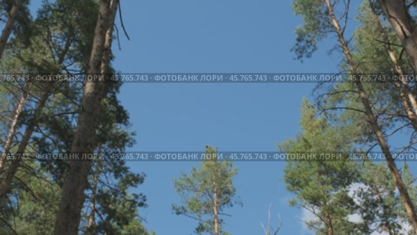 Top of pine trees and sky. Стоковое видео, видеограф Михаил Коханчиков / Фотобанк Лори