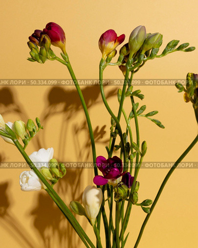top view blooming flowers 1. Стоковое фото, агентство Ingram Publishing / Фотобанк Лори
