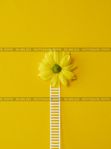 top view composition optimism concept with flowers 2. Стоковое фото, агентство Ingram Publishing / Фотобанк Лори