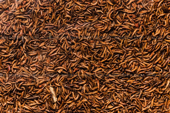top view cooked insects larvae. Стоковое фото, агентство Ingram Publishing / Фотобанк Лори