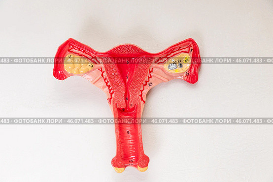 Top view healthy anatomical model of the uterus and Ovaries on white background. Reproductive system and Pregnancy concept. Стоковое фото, фотограф Ирина Михайличенко / Фотобанк Лори