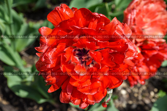Top view of a fully open Bombastic Red tulip with rich red petals forming a peony-like shape, glowing in the spring sunlight. Стоковое фото, фотограф Татьяна Терехина / Фотобанк Лори
