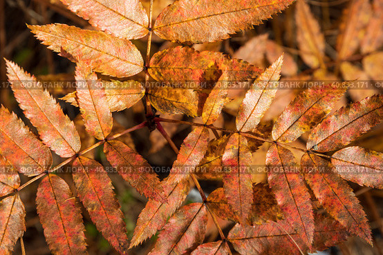 Top view of colorful autumn leaves of wild rowan. A branch of rowan with yellow-red leaves close-up. Fall season. Shallow depth of field and blurry background. Beautiful natural background for design. Стоковое фото, фотограф Андрей Степанов / Фотобанк Лори