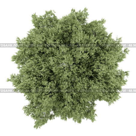 top view of crack willow tree isolated on white background. Стоковое фото, агентство Ingram Publishing / Фотобанк Лори