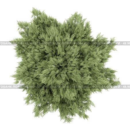 top view of crack willow tree isolated on white background. Стоковое фото, агентство Ingram Publishing / Фотобанк Лори