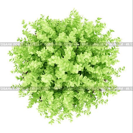 top view of small boxwood plant isolated on white background. 3d illustration. Стоковое фото, агентство Ingram Publishing / Фотобанк Лори