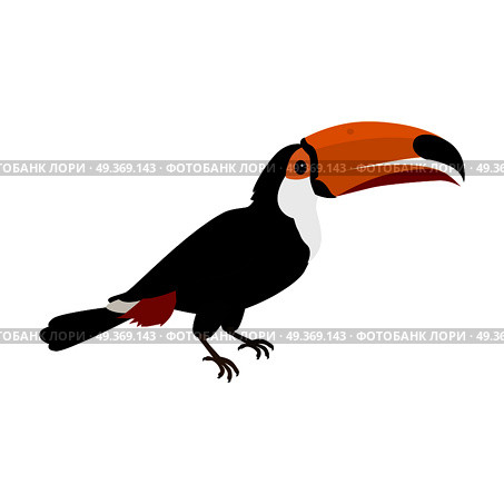 Toucan Bird Flat Design Vector Illustration. Toucan vector. Animals of rainy Amazonian forests in flat design. Fauna of South America. Wild life in tropics concept for posters, childrens books illustrating. Beautiful toucan isolated on white. Стоковая иллюстрация, агентство Ingram Publishing / Фотобанк Лори