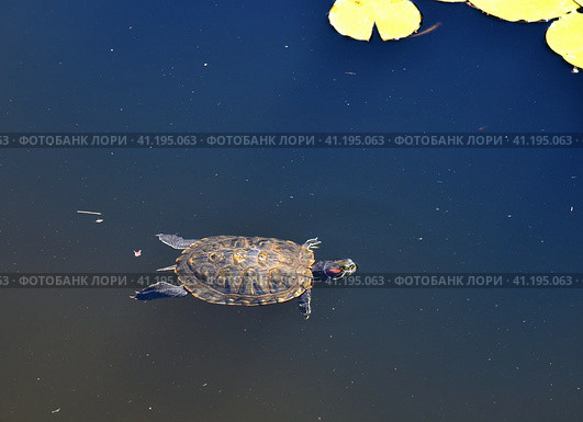 Trachemys scripta - The red-eared slider is species of turtle from the American freshwater family. Стоковое фото, фотограф Володина Ольга / Фотобанк Лори