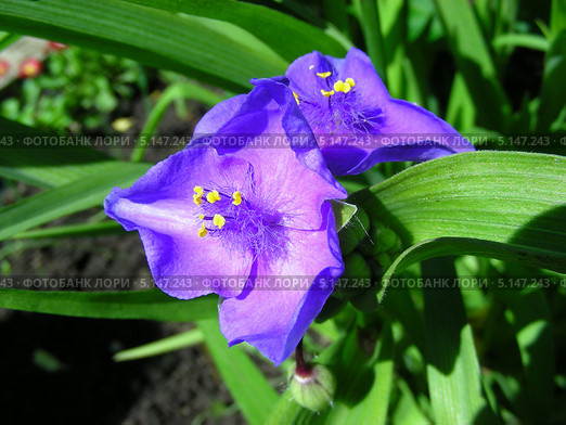 Традесканция Андерсона (лат.Tradescantia andersoniana) Стоковое фото, фотограф lana1501 / Фотобанк Лори