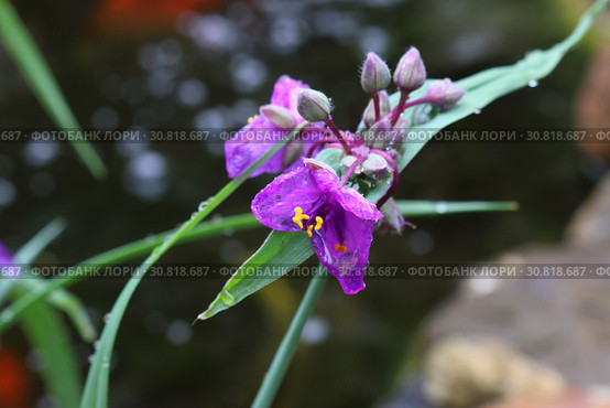 Традесканция Андерсона (лат.Tradescantia andersoniana) Стоковое фото, фотограф Марина Володько / Фотобанк Лори