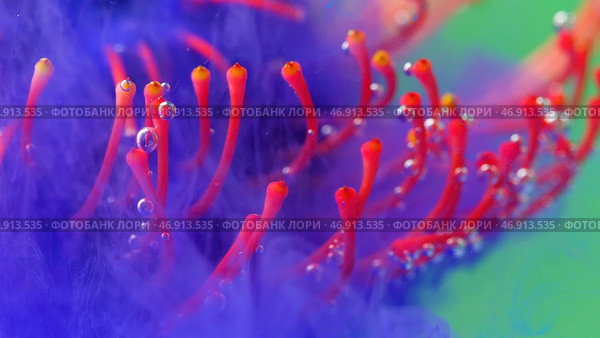 Transparent water in which the flower is entangled and opens there. Стоковое фото, фотограф David Kashakhi / Фотобанк Лори