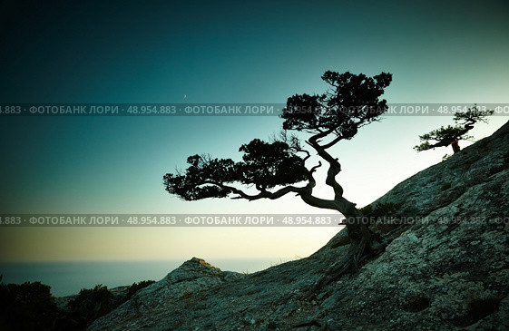 Tree and sea at sunset. Crimea landscape. Nature background. Стоковое фото, агентство Ingram Publishing / Фотобанк Лори