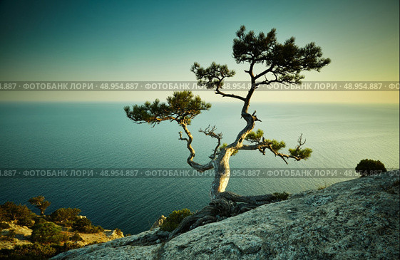Tree and sea at sunset. Crimea landscape. Nature background. Стоковое фото, агентство Ingram Publishing / Фотобанк Лори