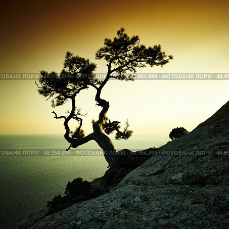 Tree and sea at sunset. Crimea landscape. Nature background. Стоковое фото, агентство Ingram Publishing / Фотобанк Лори