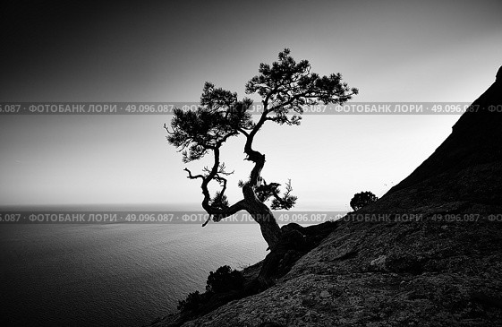 Tree and sea at sunset. Crimea landscape. Nature background. Стоковое фото, агентство Ingram Publishing / Фотобанк Лори
