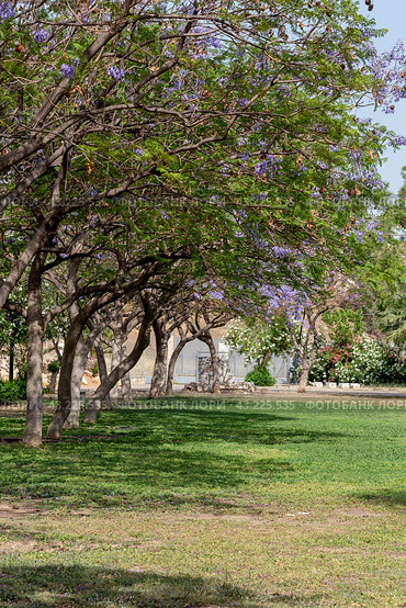 Trees jacaranda (Jacaranda mimosifolia) growing in the park close-up. Стоковое фото, фотограф Татьяна Ляпи / Фотобанк Лори