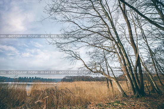 Trees near a lake in a beautiful autumn landscape with rushes and a blue sky. Стоковое фото, агентство Ingram Publishing / Фотобанк Лори