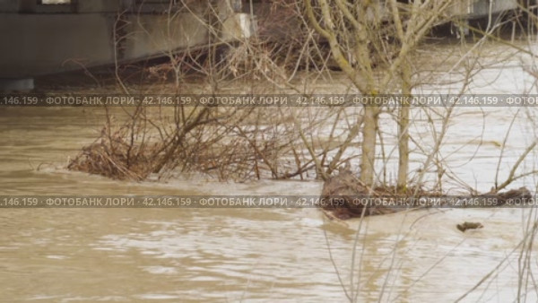 Trees standing in water during a flood. Debris, branches and logs cling to them. Stormy river with muddy water. Flow of water after rain. Natural disaster, extreme weather. Environmental disaster. Стоковое видео, видеограф Воловодов Владимир / Фотобанк Лори