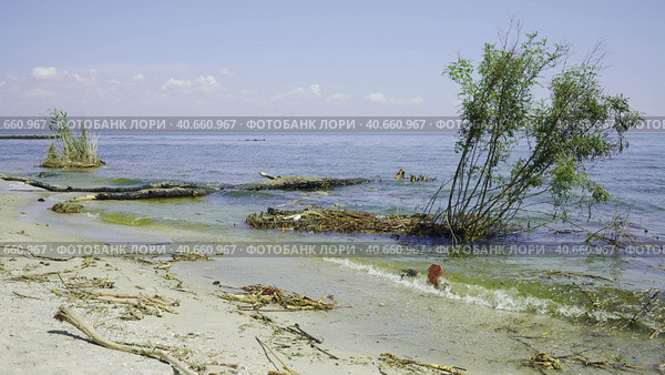 Trees with floating debris has reached Black Sea coastal zone in Odessa, Ukraine. Environmental disaster caused by the explosion of Kakhovka Hydroelectric Power Plant dam. Стоковое фото, фотограф Некрасов Андрей / Фотобанк Лори