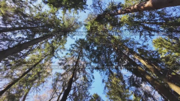 Treetops in a spring forest on a sunny day. Стоковое видео, видеограф Виктор Тихонов / Фотобанк Лори