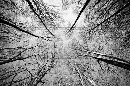 Treetops reaching for the sky in the autumn in monochrome tones. Стоковое фото, агентство Ingram Publishing / Фотобанк Лори