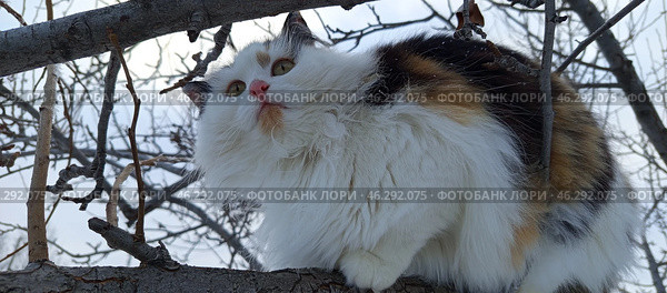 Трехцветная кошка на дереве зимой. Стоковое фото, фотограф Надежда Бирюкова / Фотобанк Лори