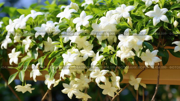 trellis jasmine plant ai generated. Стоковое AI-изображение, AI-художник Vectorwin / Фотобанк Лори