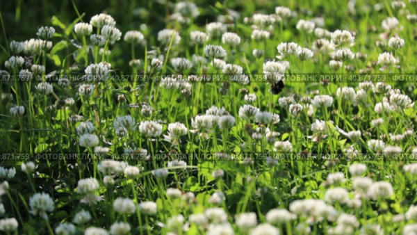 Trifolium repens. Клевер ползучий на лугу. Стоковое видео, видеограф Григорий Писоцкий / Фотобанк Лори