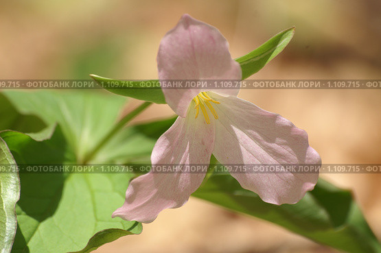 Триллиум большой розовый (амер. Large-flowered Trillium,  лат. Trillium grandiflorum) Стоковое фото, фотограф Ирина Кожемякина / Фотобанк Лори