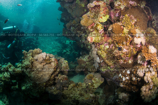 Tropical fish on background of a coral reef. Стоковое фото, агентство Ingram Publishing / Фотобанк Лори