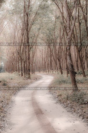 tropical forest, road to the nature site. Стоковое фото, агентство Ingram Publishing / Фотобанк Лори