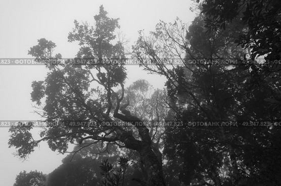 tropical rainforest,Khao Yai National Park Thailand. Стоковое фото, агентство Ingram Publishing / Фотобанк Лори