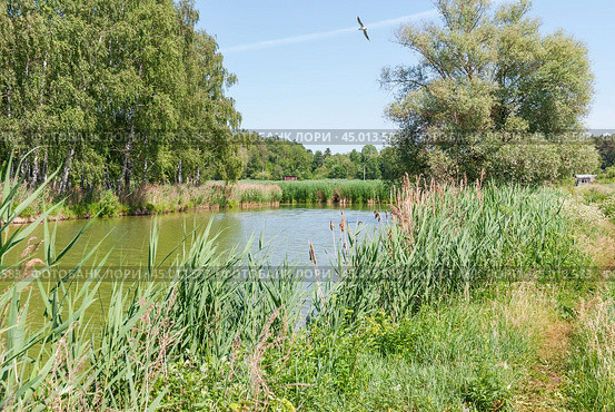 Тростник обыкновенный (Phragmites australis) на берегу реки (2019 год). Стоковое фото, фотограф Алёшина Оксана / Фотобанк Лори