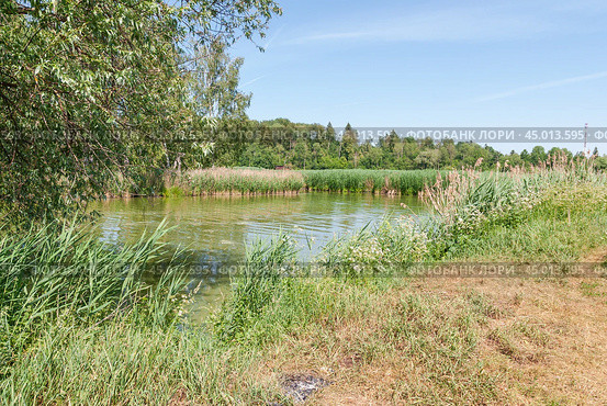Тростник обыкновенный (Phragmites australis) в реке (2019 год). Стоковое фото, фотограф Алёшина Оксана / Фотобанк Лори