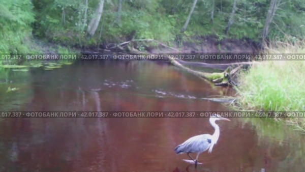 Цапля на лесной реке. Стоковое видео, видеограф Евгений Ковалев / Фотобанк Лори
