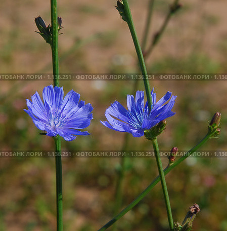 Цикорий обыкновенный (Cichorium intybus) Стоковое фото, фотограф Алёшина Оксана / Фотобанк Лори