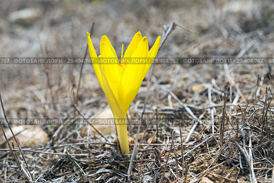 Цветение штернбергии (L. Sternbergia lutea) в ноябре в пустыне Негев, Израиль (2018 год). Стоковое фото, фотограф Irina Opachevsky / Фотобанк Лори
