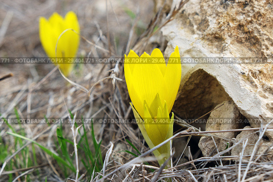 Цветение штернбергии (L. Sternbergia lutea) в ноябре в пустыне Негев, Израиль (2018 год). Стоковое фото, фотограф Irina Opachevsky / Фотобанк Лори