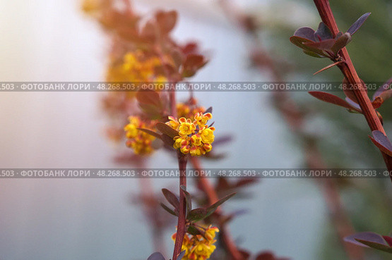 Цветение желтыми цветочками красного барбариса оттавского (berberis ottawensis) Superba. Стоковое фото, фотограф Евгения Золкина / Фотобанк Лори