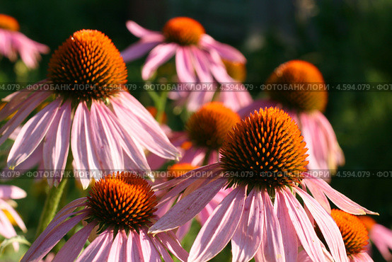 Цветет эхинацея пурпурная (Echinacea purpurea (L.) Moench) Стоковое фото, фотограф Щеголева Ольга / Фотобанк Лори