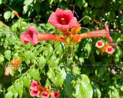 Цветет Кампсис укореняющийся (Campsis radicans). Соцветия с цветками и бутонами. Стоковое фото, фотограф Щеголева Ольга / Фотобанк Лори