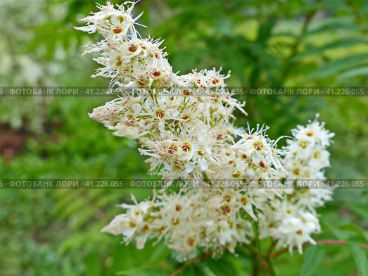 Цветет Рябинник рябинолистный (Sorbaria sorbifolia). Кустарник, типовой вид растений рода Рябинник (Sorbaria) семейства Розовые (Rosaceae).  Видовое название это растение получило за некоторое сходство листьев с листьями рябины. Стоковое фото, фотограф Сергей Елизарьев / Фотобанк Лори