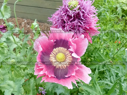 Цветет яркий мак. Мак (лат. Papaver) — род травянистых растений семейства Маковые (Papaveraceae) Стоковое фото, фотограф Сергей Елизарьев / Фотобанк Лори