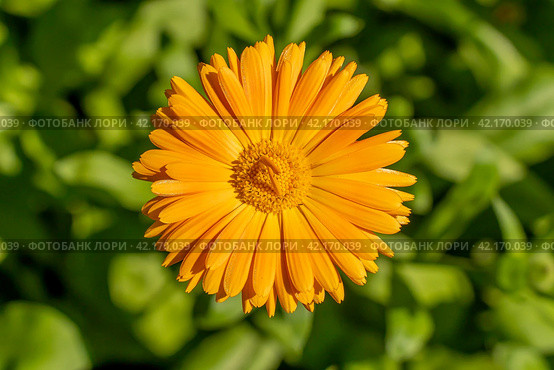 Цветок бархатцев (Calendula Officinalis). Цветок оранжевого цвета в сиянии солнца. Стоковое фото, фотограф Руслан Лесков / Фотобанк Лори