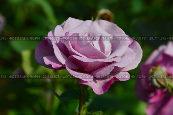 Цветок чайно-гибридной розы Муди Блю (Rosa Moody Blue), Fryer's Roses (Розы Фраера), Великобритания 2008 год. Стоковое фото, фотограф lana1501 / Фотобанк Лори
