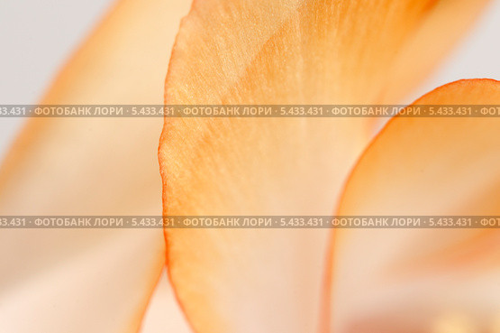 Цветок "декабриста"  (Schlumbergera truncata), фрагмент, макросьёмка. Стоковое фото, фотограф Александр Курлович / Фотобанк Лори