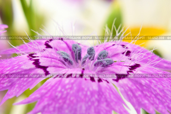 Цветок гвоздики полевой (Dianthus campestris) крупным планом, вид сбоку. Стоковое фото, фотограф Евгений Капранов / Фотобанк Лори