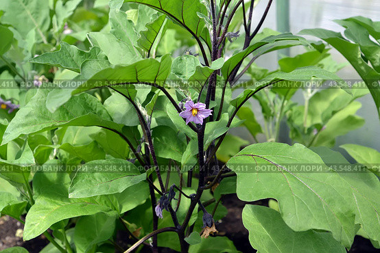 Цветок и листья баклажана (Solanum melongena l.) Стоковое фото, фотограф Ирина Борсученко / Фотобанк Лори